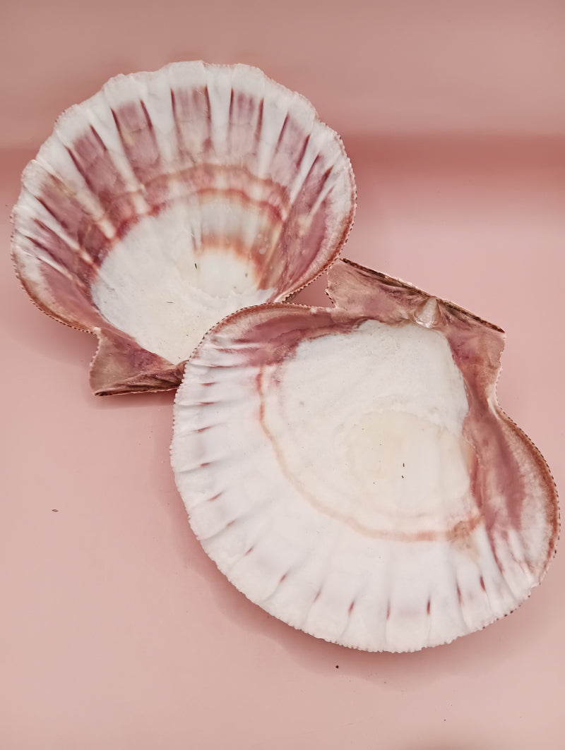 Natural Lion's Paw seashell pair, 5 by 5.3 inches, with textured barnacle accents and coastal tones