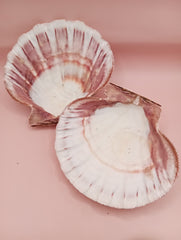 Natural Lion's Paw seashell pair, 5 by 5.3 inches, with textured barnacle accents and coastal tones