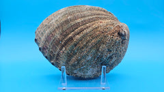 Green Abalone Shell with Pearl – 8