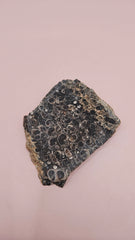 Polished Turritella Agate slab showcasing fossilized snail shells in deep brown and black chalcedony matrix, 60 grams from Wyoming.