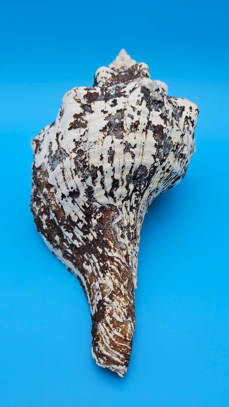 Melanistic Horse Conch shell with dark brown-black streaks on white surface and long spiral body, displayed on blue background