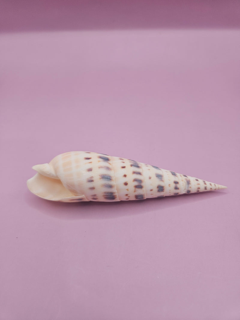 Marlin Spike shell, elongated shell with patterns, 4-inch sea shell, detailed coastal shell decor, collectible marine shell