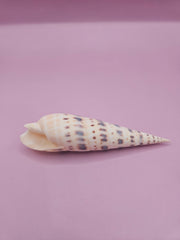 Marlin Spike shell, elongated shell with patterns, 4-inch sea shell, detailed coastal shell decor, collectible marine shell