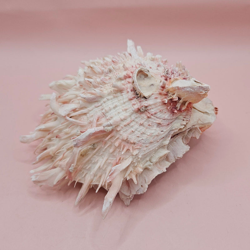 Stunning 5" hinged Spondylus shell in blush pink with long spines and natural texture—perfect for display in coastal or ocean-themed spaces
