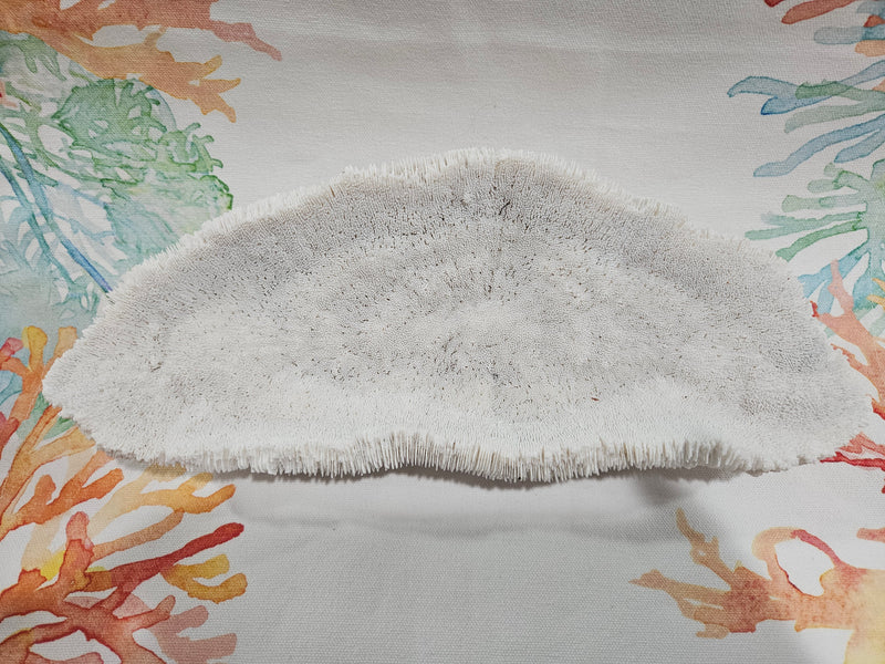 Vintage Bone White Slipper Coral 11.25"