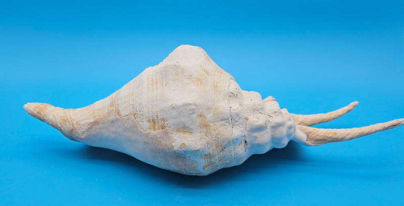Extra large Lambis truncata display shell for coastal home decor - premium natural specimen