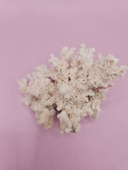 Rare juvenile Ivory Bush Coral, 3.6 inches in size, collected from the Flower Gardens Reef