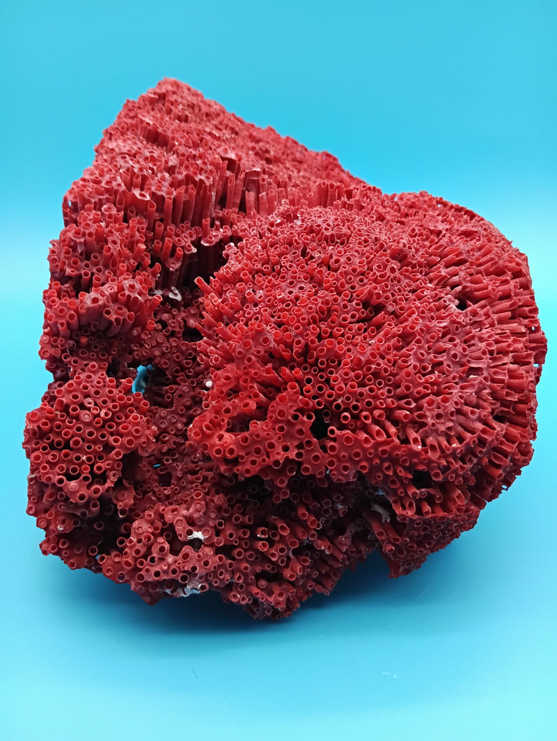 Vintage Red Pipe Coral 12x7x3.5 (Tubipora musica) Ocean Collectible