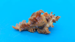  Murex crocatus shell, 2.2 inches, orange spiny fronds with intricate ridges, from Zambales, Philippines.