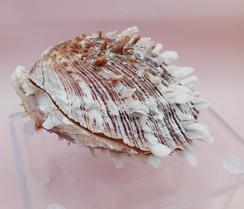 2.8" Hinged Spondylus shell with spiny ridges and cream-pink tones held in hand