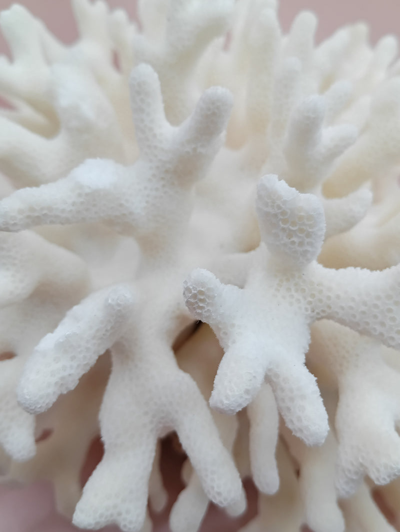 Vintage white Elkhorn Coral with natural branch texture – 9 x 5.5 x 8.5 inches coastal display decor
