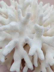 Vintage white Elkhorn Coral with natural branch texture – 9 x 5.5 x 8.5 inches coastal display decor