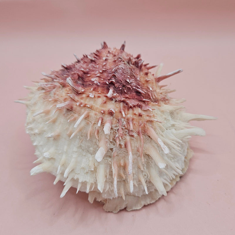4-inch pink and white Spondylus shell with spines and hinged opening on light pink background
