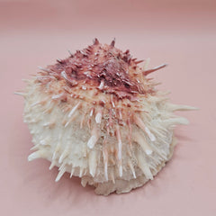 4-inch pink and white Spondylus shell with spines and hinged opening on light pink background