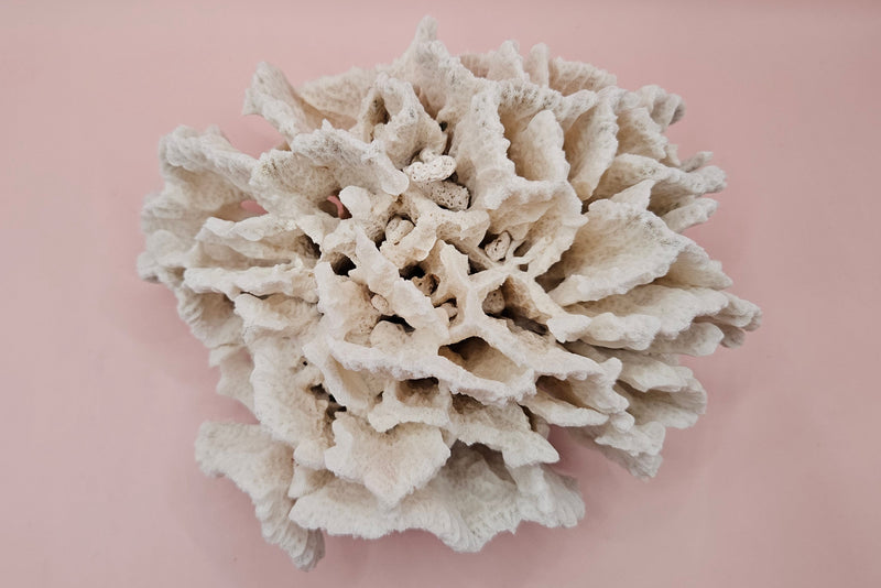 White vintage Rugosa coral fossil with radial ridges on pink background – 6.8 inch horn coral decor
