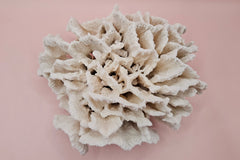 White vintage Rugosa coral fossil with radial ridges on pink background – 6.8 inch horn coral decor