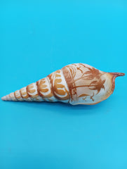 Carved Tibia Shell with Palm Tree Scene – 4.4