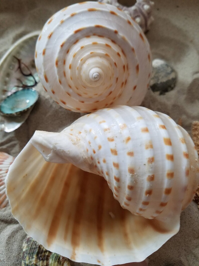 Spotted Tonna Shells (Tonna Tesselata)
