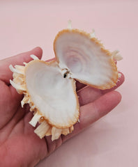  Hinged Spondylus shell with peach spines and ivory interior, 3 inches wide