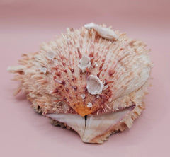Spiny pink and ivory Spondylus shell with dramatic textured surface, 5 inches wide, on tabletop