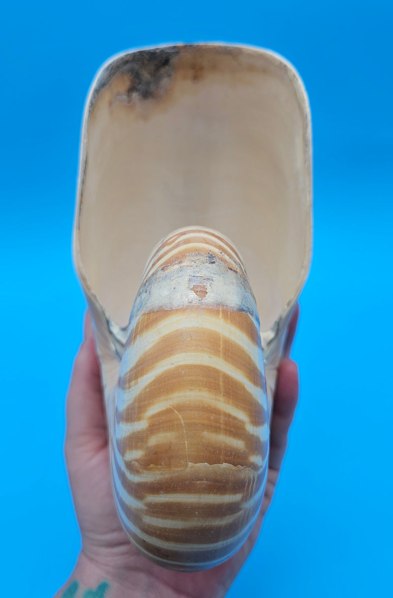Tiger nautilus shell with brown stripes and spiral design on blue background