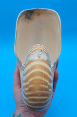 Tiger nautilus shell with brown stripes and spiral design on blue background