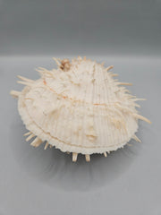 Vintage Spondylus shell, 4.5 inches wide, featuring natural spines and vibrant color, perfect for ocean-themed décor or collections