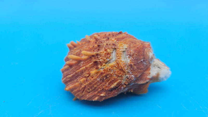 Fused orange spiny Spondylus sea shell with textured ridges on a blue background