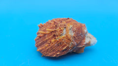 Fused orange spiny Spondylus sea shell with textured ridges on a blue background