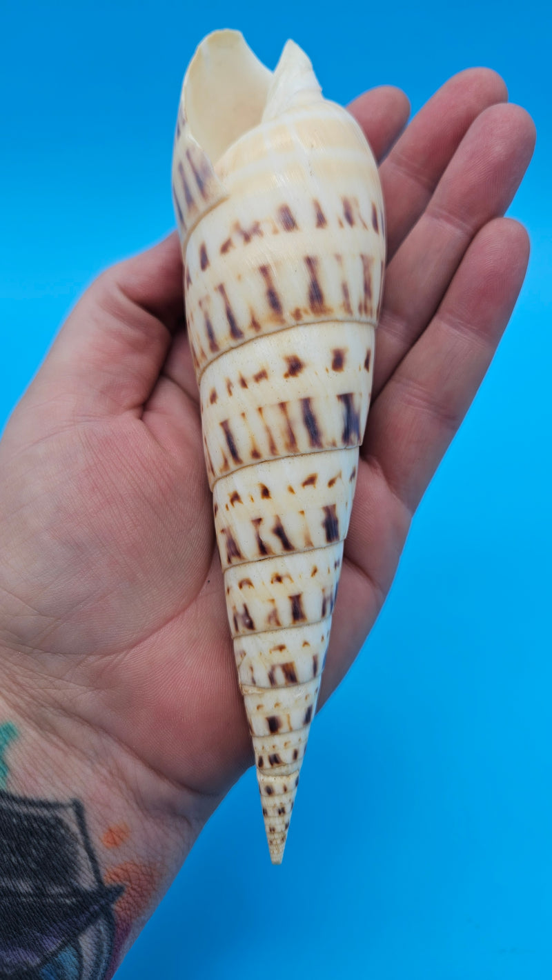 Marlin Spike display shell for coastal home décor – premium natural specimen