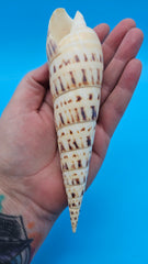 Marlin Spike display shell for coastal home décor – premium natural specimen