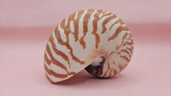 4-inch natural nautilus shell with smooth spiral pattern and creamy pearlescent finish.