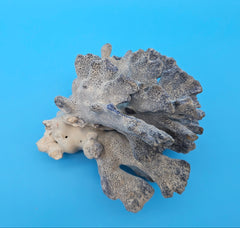Vintage Blue Ridge Coral – 6