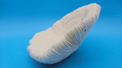 Vintage mushroom coral specimen for coastal home decor - natural marine piece