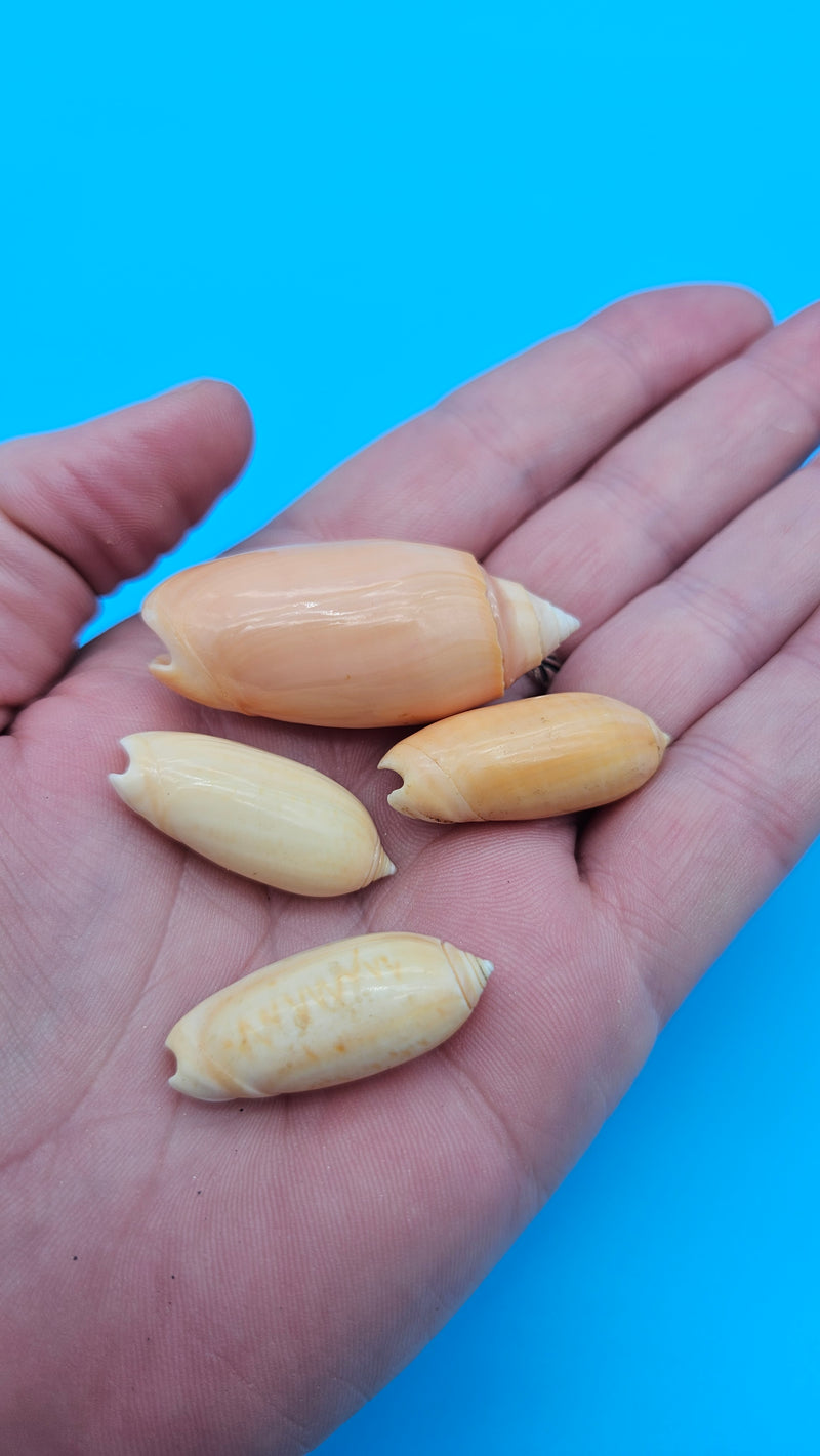 Set of 4 Oliva oliva Linne shells in golden-peach glossy finish from Sri Lanka for coastal décor display