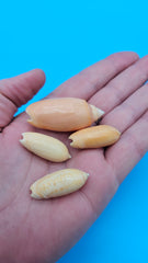 Set of 4 Oliva oliva Linne shells in golden-peach glossy finish from Sri Lanka for coastal décor display
