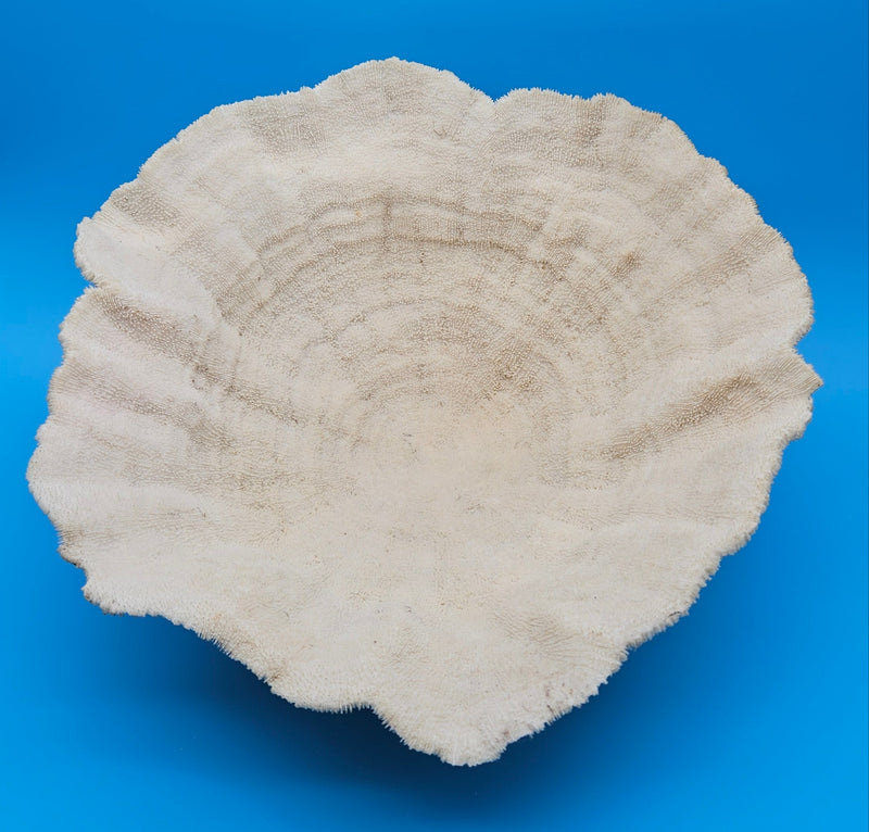 Large vintage bowl coral with scalloped edges and deep concave form, 16.25x15x8.25 inches