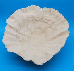 Large vintage bowl coral with scalloped edges and deep concave form, 16.25x15x8.25 inches