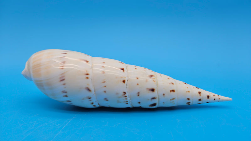 Polished Marlin Spike display shell for coastal home decor – premium natural specimen 7.2"
