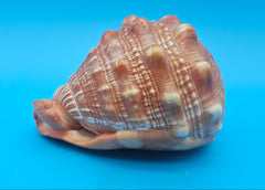 Bullmouth Helmet Shell 6.5