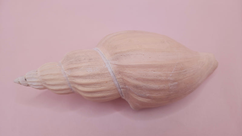 Fulgoraria nagouchii hashingi seashell with spiral ridges and soft peach color on pink background