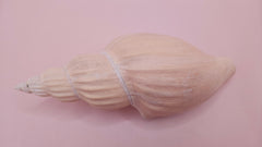 Fulgoraria nagouchii hashingi seashell with spiral ridges and soft peach color on pink background