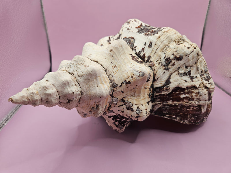 Horse Conch Shell-14.75"