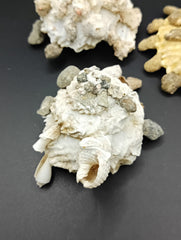 Carrier Shell (Xenophora)