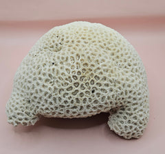 Vintage white brain coral specimen 7.75 inches, natural texture coastal home decor