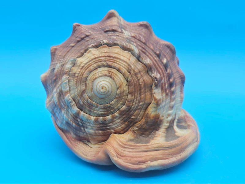 Bullmouth Cameo helmet shell with peach interior and textured dark outer ridges