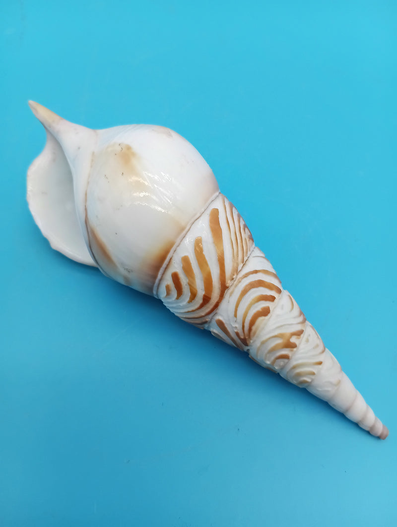 4.7" carved Tibia shell with seagull coastal scene