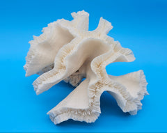 Vintage open brain coral specimen with ruffled lobes on blue background