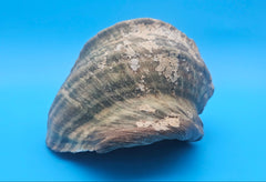 Large raw green Marmoratus Turban display shell for coastal home decor - premium natural specimen
