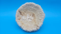 Vintage Mushroom Coral with Natural Growth – Ivory Coastal Specimen Decor 6.5